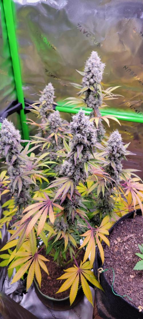 Permanent Marker. Week 13