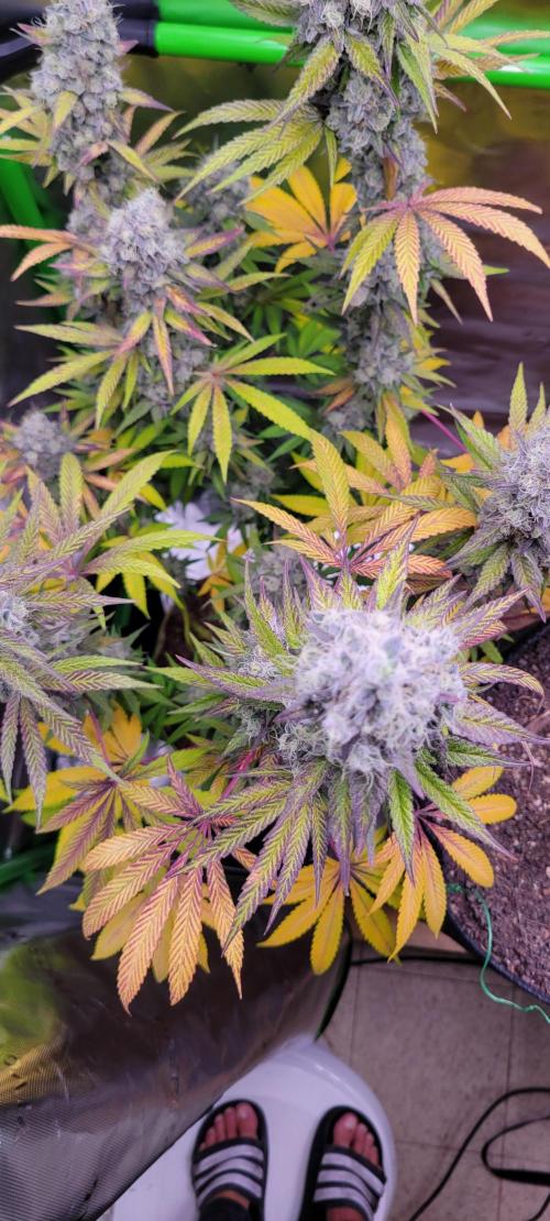 Permanent Marker. Week 13