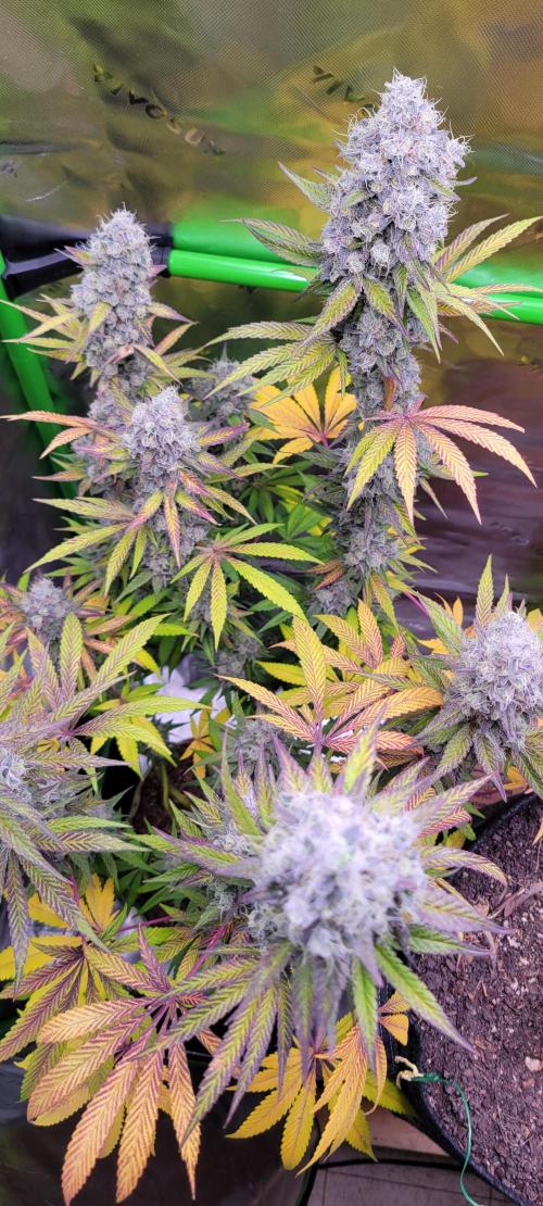 Permanent Marker. Week 13