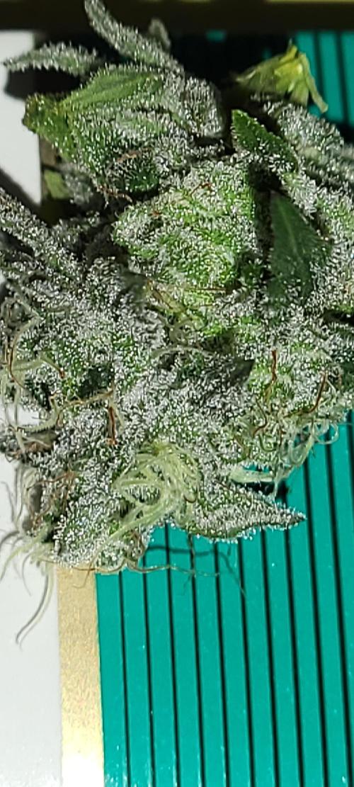 Permanent Marker. Week 13