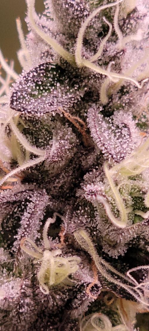 Permanent Marker. Week 13