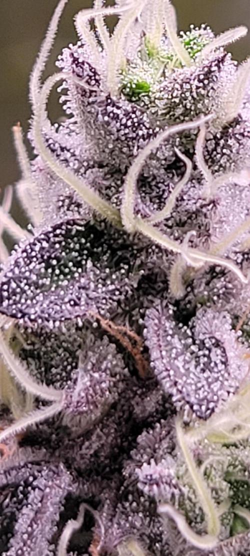 Permanent Marker. Week 13