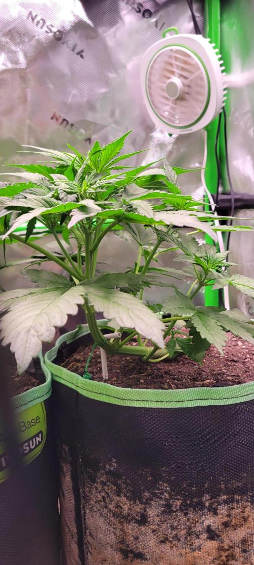 Strawberry Gorilla 🍓🌹. Week 3