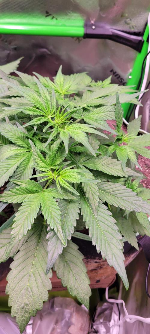 Strawberry Gorilla 🍓🌹. Week 3