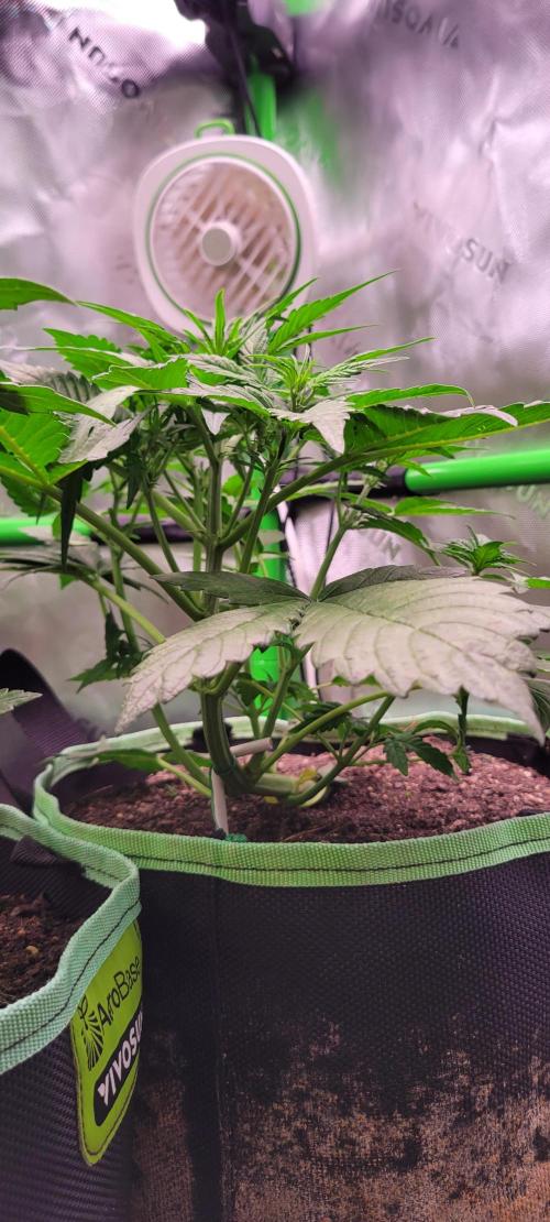 Strawberry Gorilla 🍓🌹. Week 3