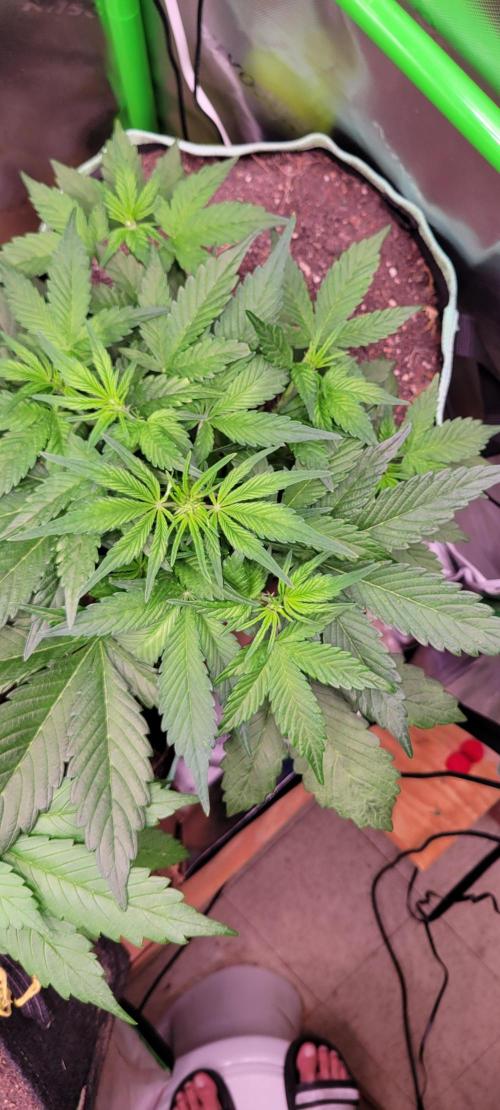 Strawberry Gorilla 🍓🌹. Week 3