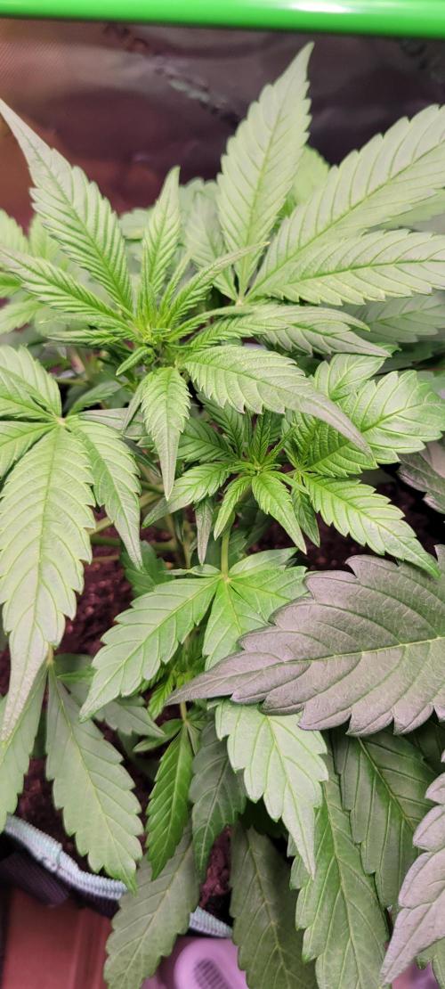 Lemon Cherry Cookies. Week 3