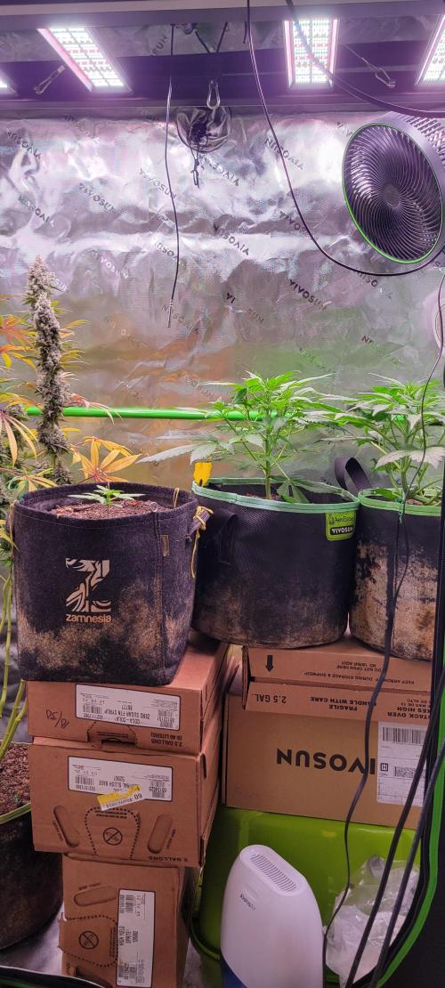 Lemon Cherry Cookies. Week 3