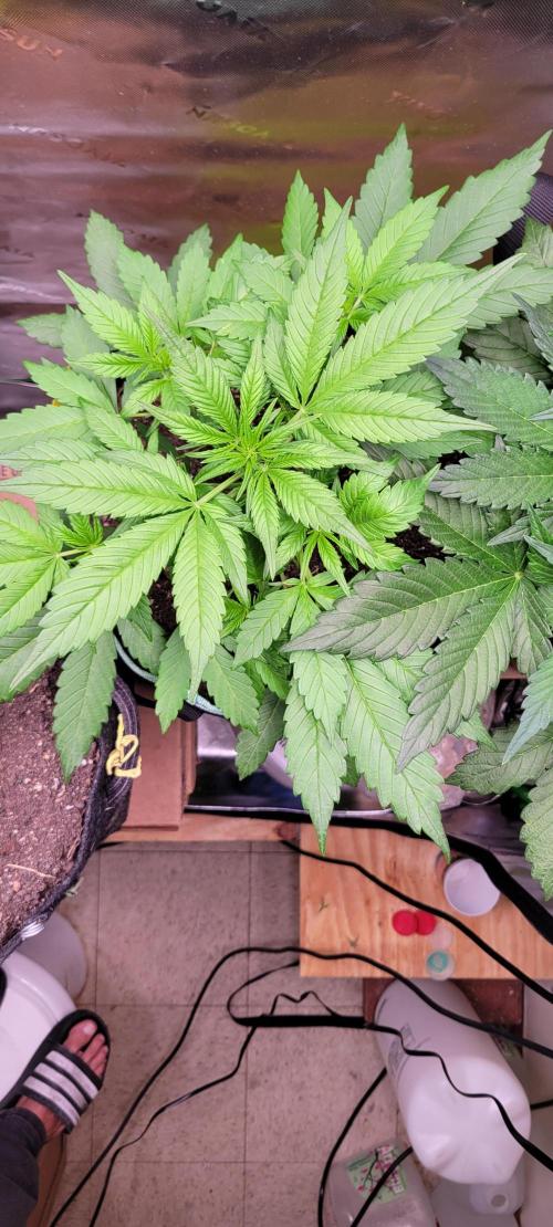 Lemon Cherry Cookies. Week 3