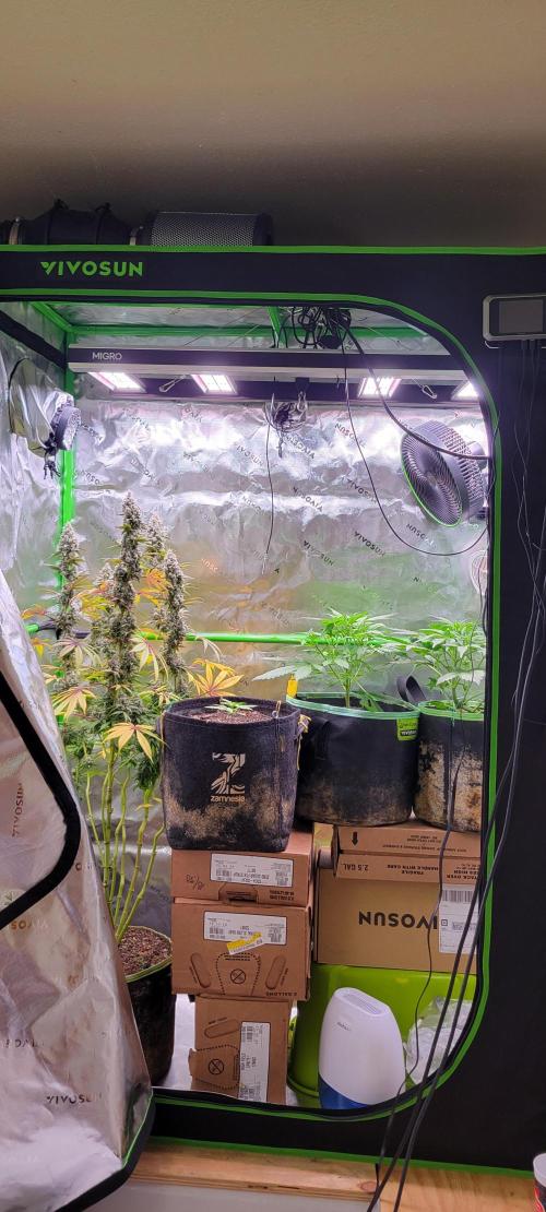 Lemon Cherry Cookies. Week 3