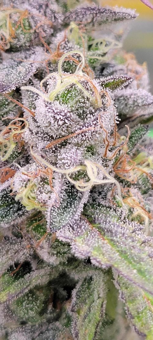 Permanent Marker. Week 14