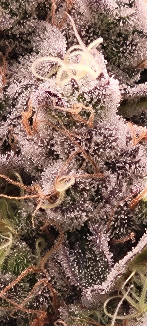 Permanent Marker. Week 14