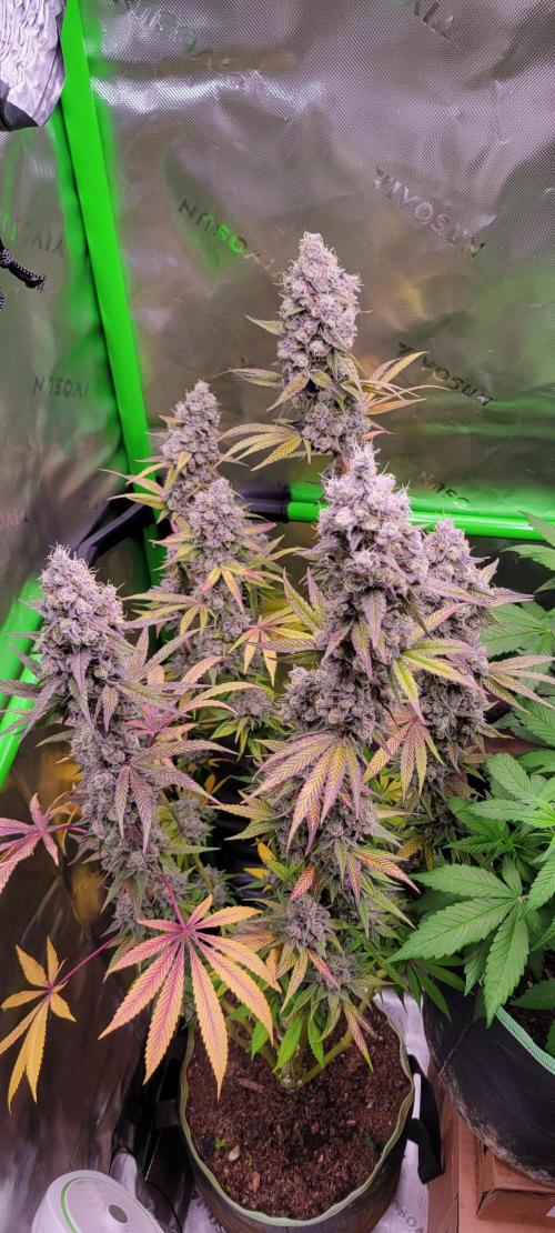 Permanent Marker. Week 14