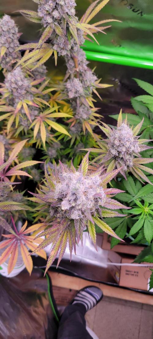 Permanent Marker. Week 14