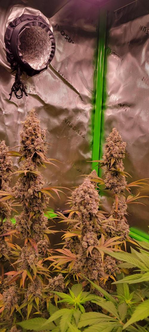 Permanent Marker. Week 14