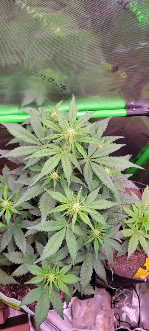 Strawberry Gorilla 🍓🌹. Week 4