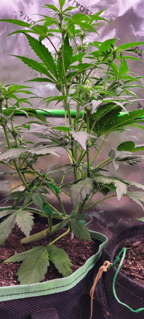 Strawberry Gorilla 🍓🌹. Week 4