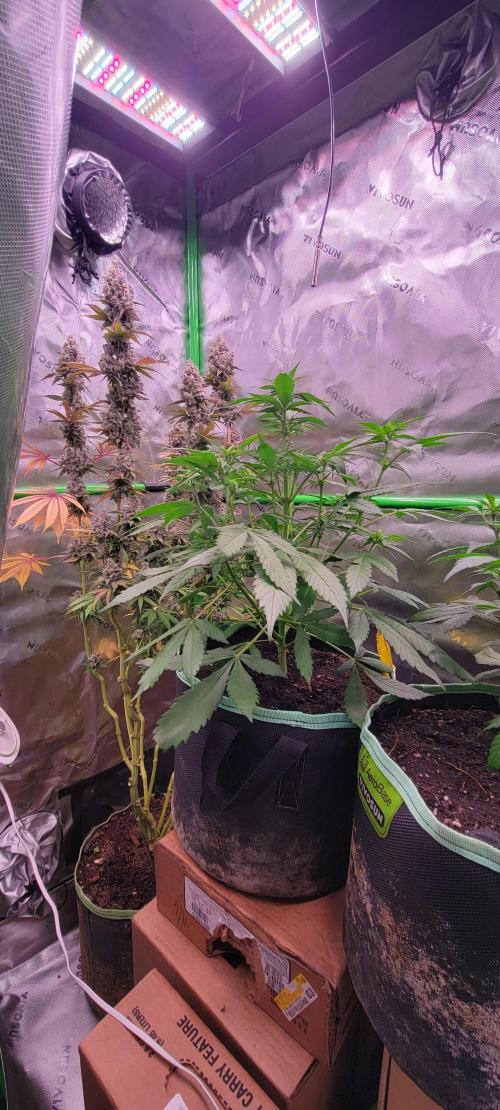 Strawberry Gorilla 🍓🌹. Week 4