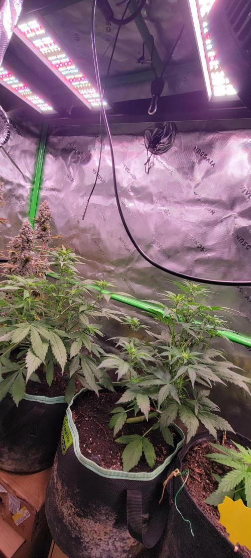 Strawberry Gorilla 🍓🌹. Week 4