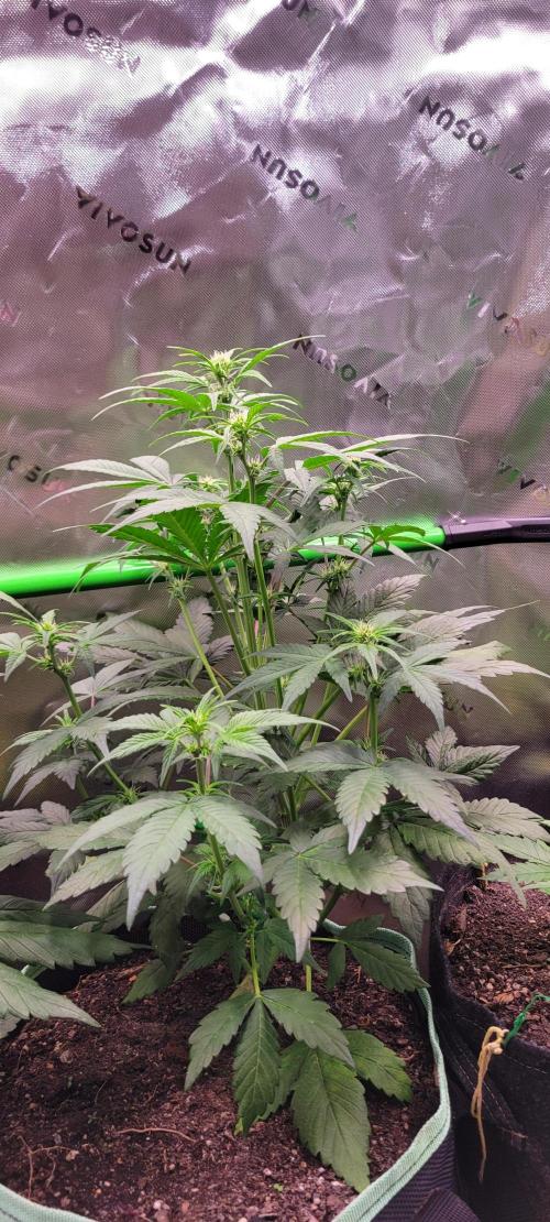 Strawberry Gorilla 🍓🌹. Week 4