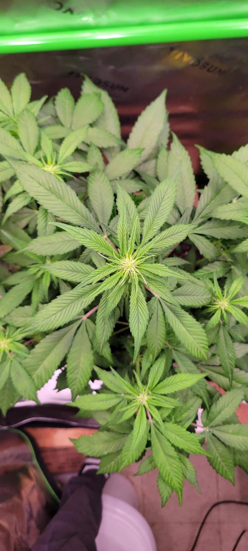 Lemon Cherry Cookies. Week 4