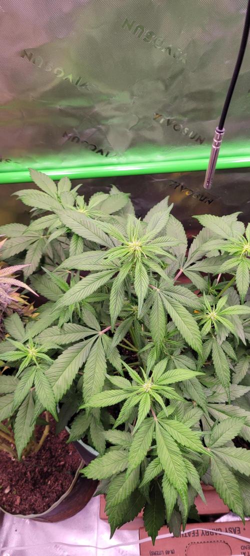 Lemon Cherry Cookies. Week 4