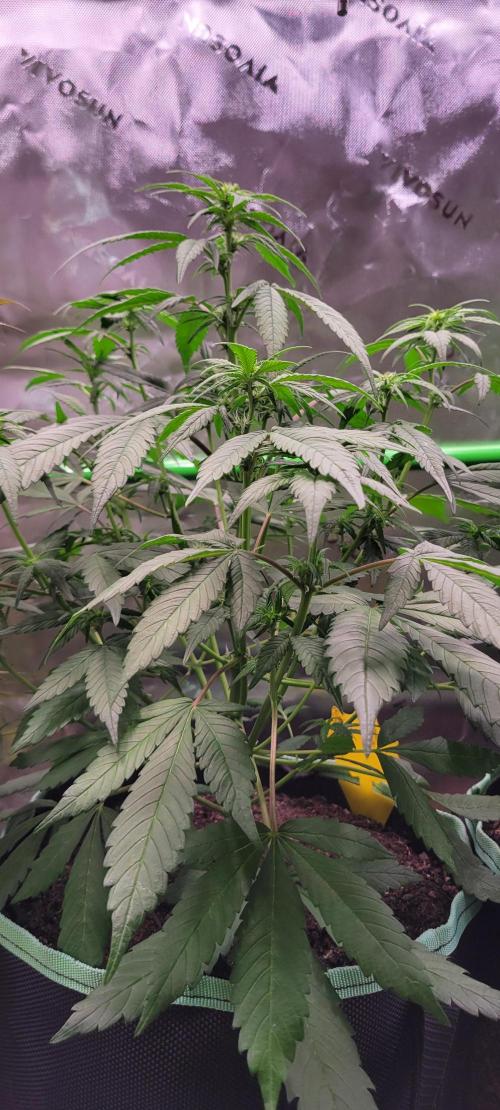 Lemon Cherry Cookies. Week 4