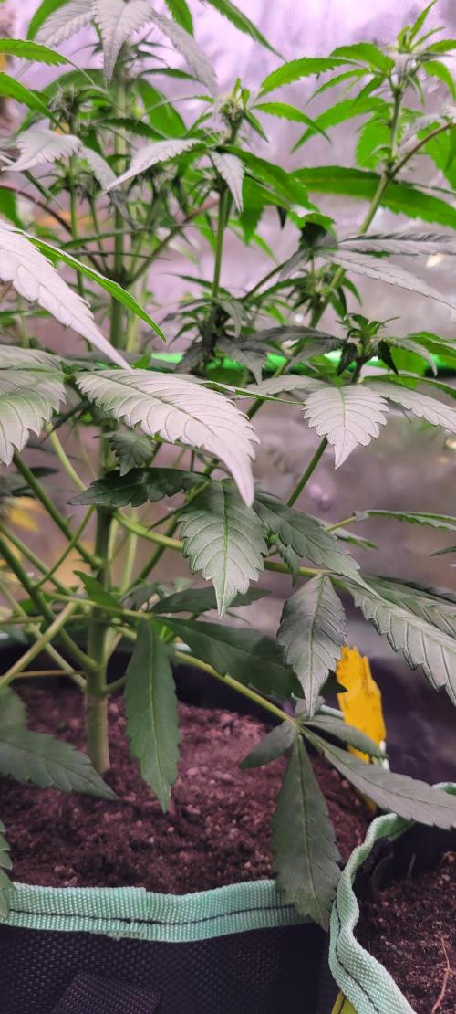 Lemon Cherry Cookies. Week 4