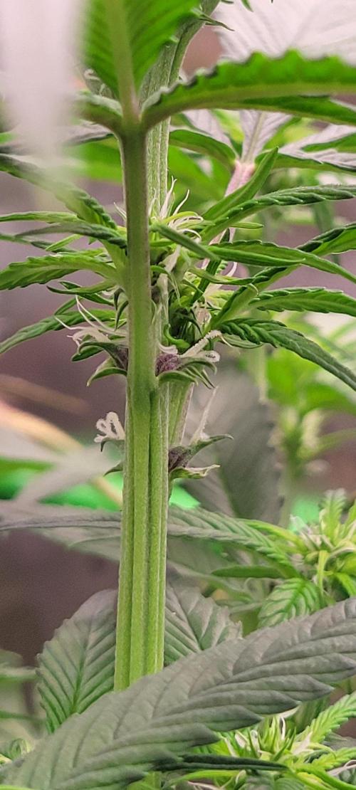 Lemon Cherry Cookies. Week 4