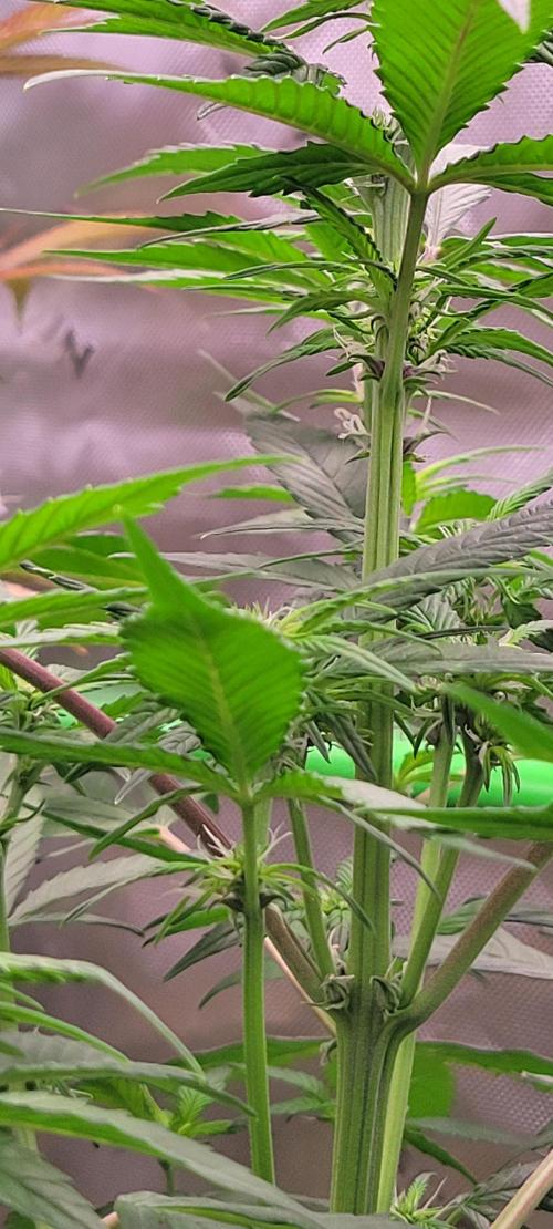 Lemon Cherry Cookies. Week 4