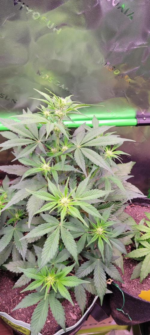 Strawberry Gorilla 🍓🌹. Week 4