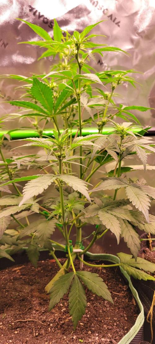 Strawberry Gorilla 🍓🌹. Week 4