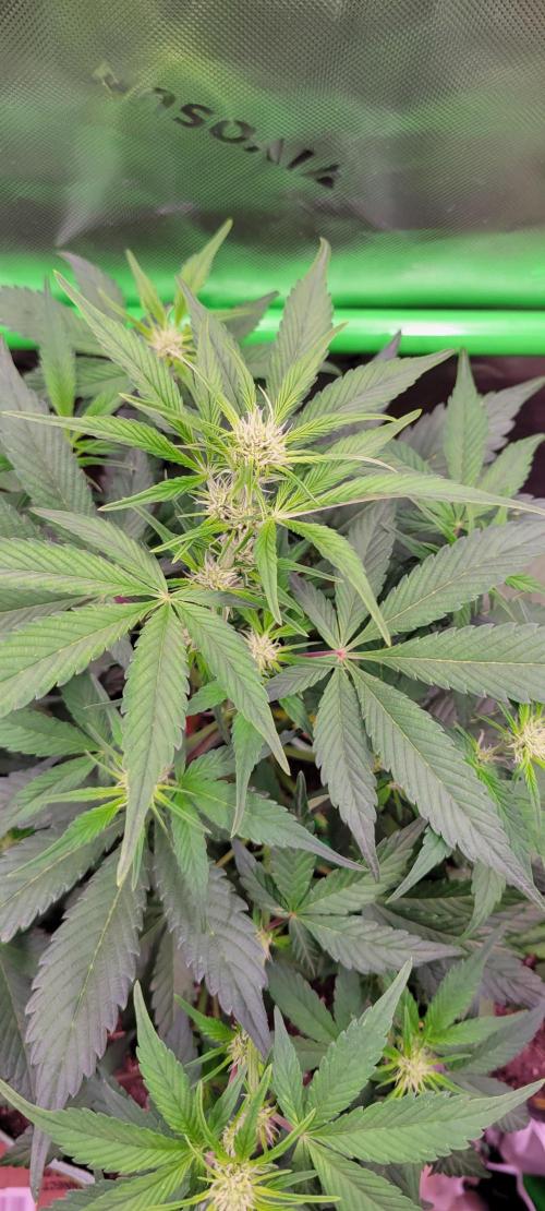 Strawberry Gorilla 🍓🌹. Week 4