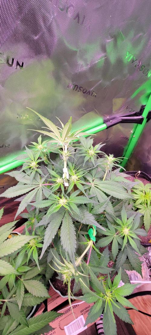 Strawberry Gorilla 🍓🌹. Week 4