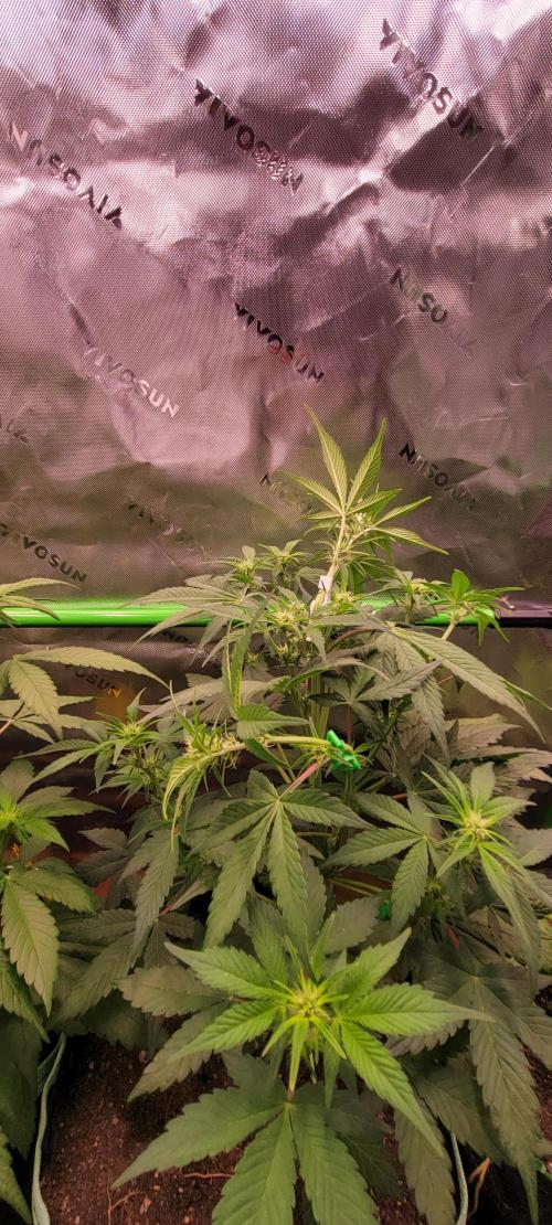 Strawberry Gorilla 🍓🌹. Week 4