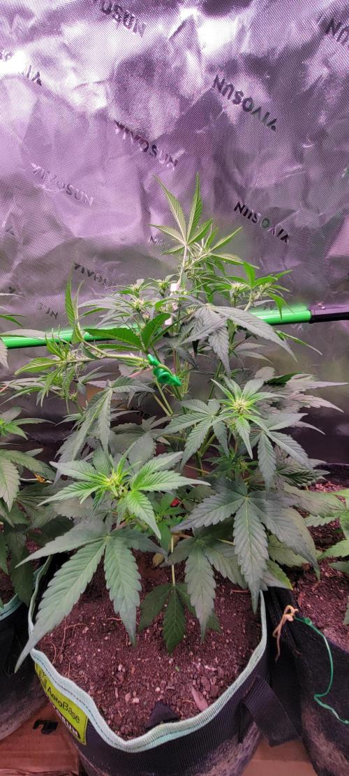 Strawberry Gorilla 🍓🌹. Week 4