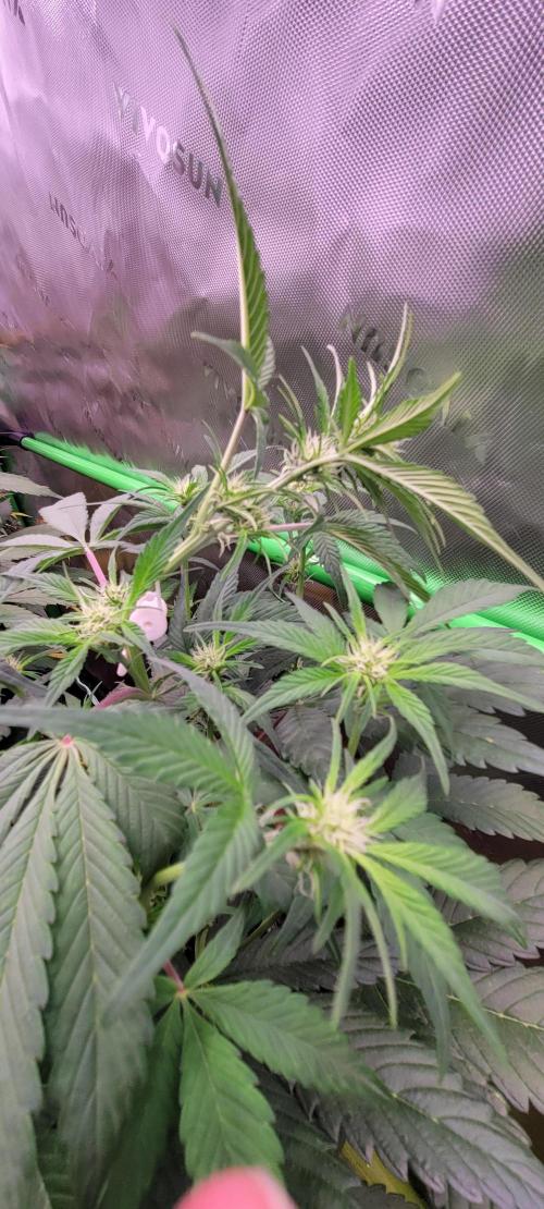 Strawberry Gorilla 🍓🌹. Week 4