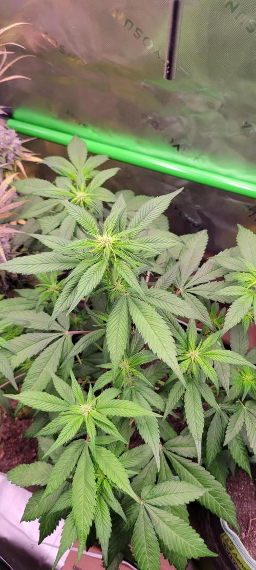 Lemon Cherry Cookies. Week 4