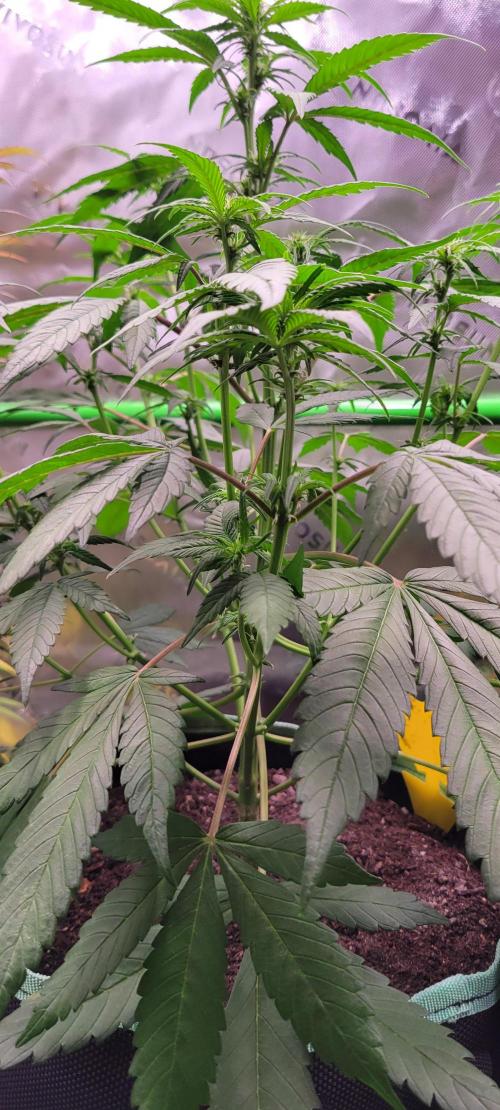 Lemon Cherry Cookies. Week 4