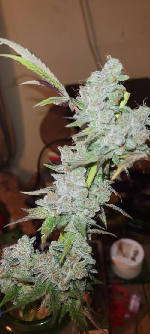 Permanent Marker. Week 15