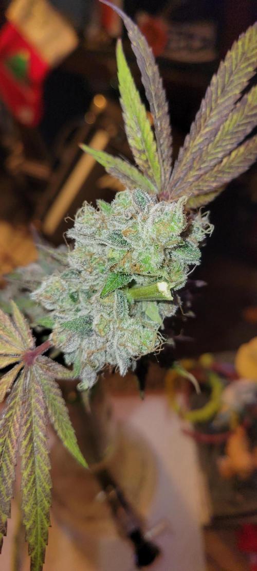 Permanent Marker. Week 15