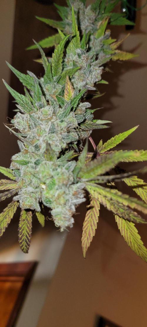 Permanent Marker. Week 15