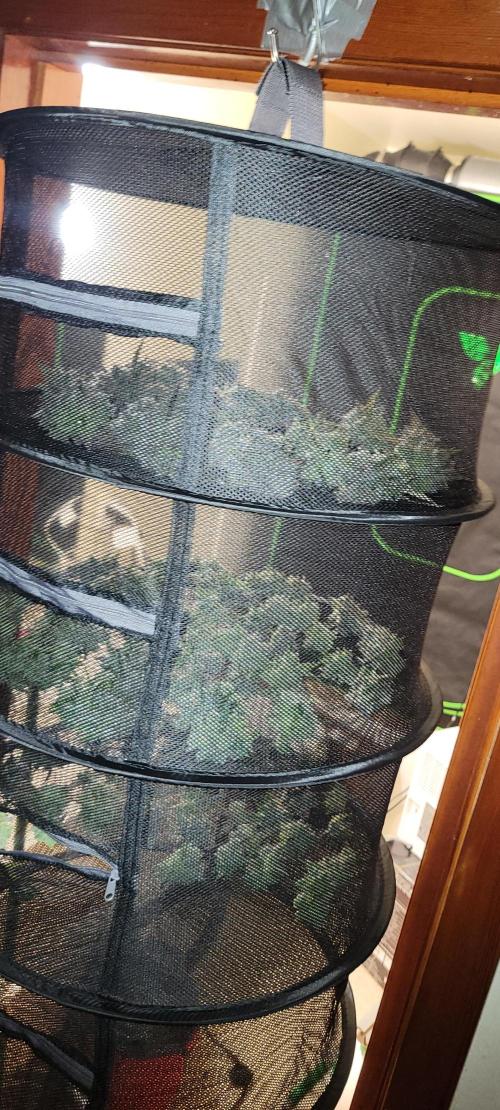 Permanent Marker. Week 15