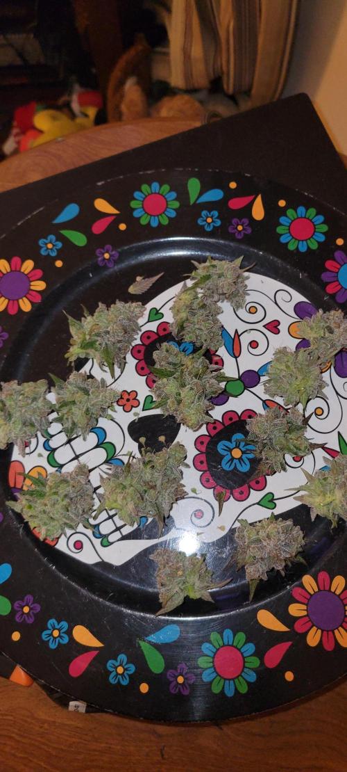 Permanent Marker. Week 15