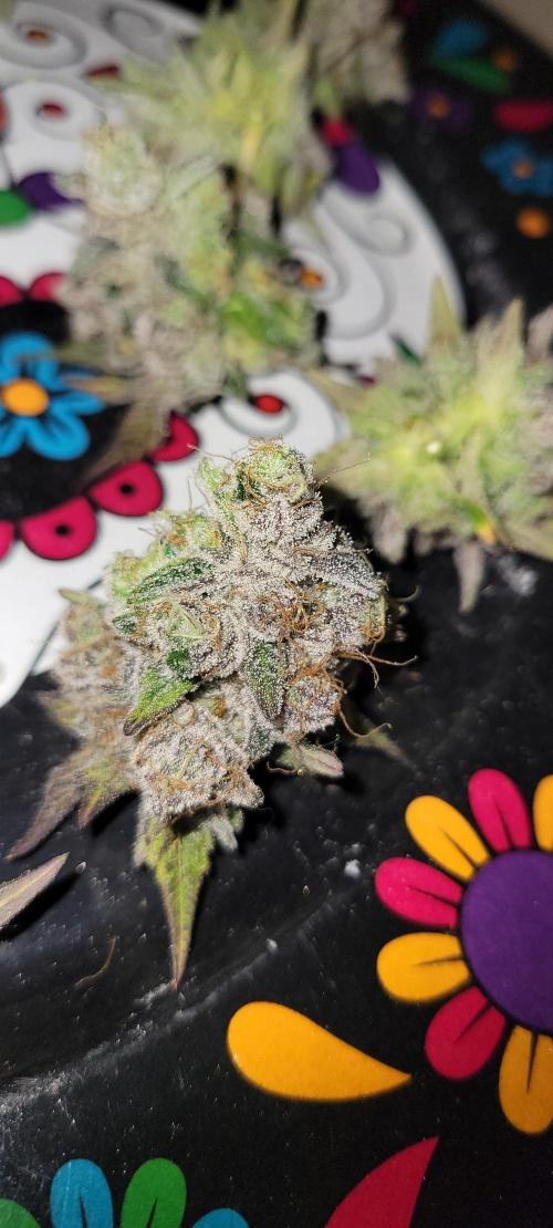 Permanent Marker. Week 15