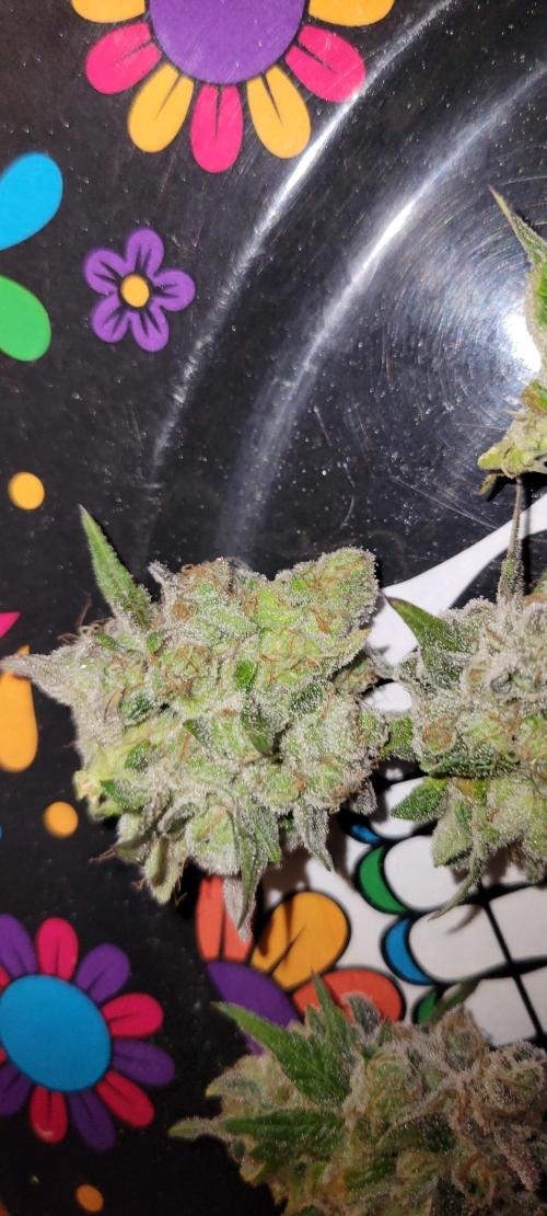 Permanent Marker. Week 15