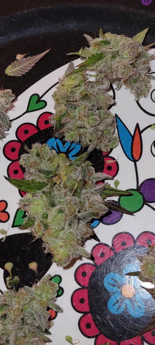 Permanent Marker. Week 15