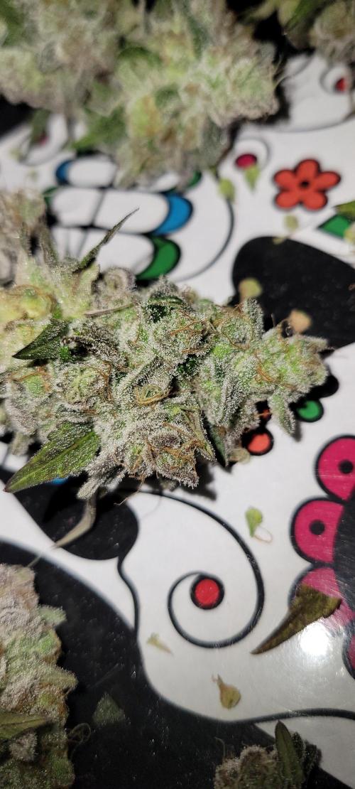 Permanent Marker. Week 15