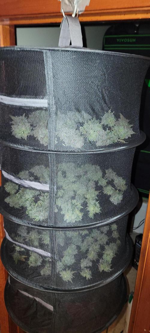 Permanent Marker. Week 15