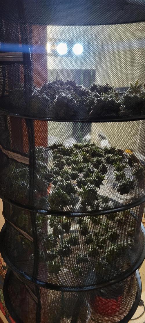 Permanent Marker. Week 15